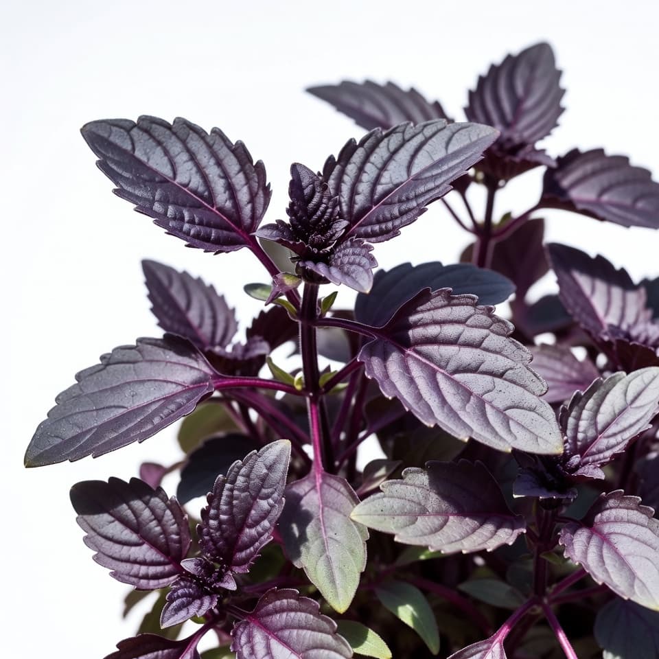 Purple basil plant with deep burgundy-red aromatic leaves