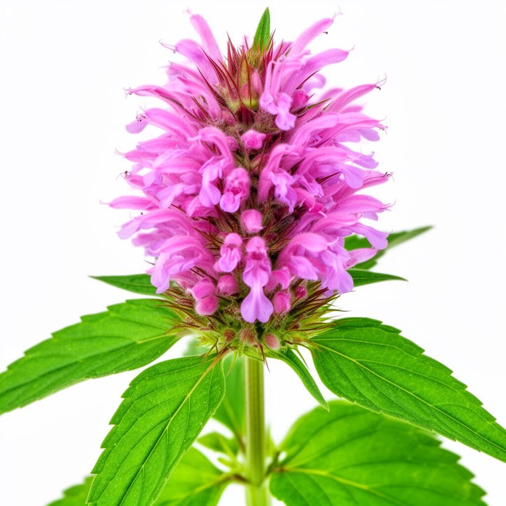 Monarda citriodora lemon beebalm with lavender-pink flower whorls
