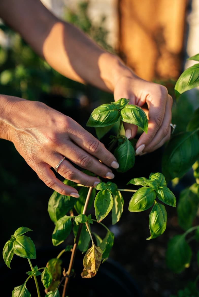 Hands harvesting fresh herbs from InVine Botanicals' Florida garden